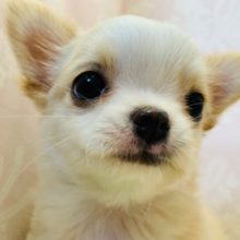 見つめられたらイチコロです♪不思議な雰囲気漂うチワワちゃん♡