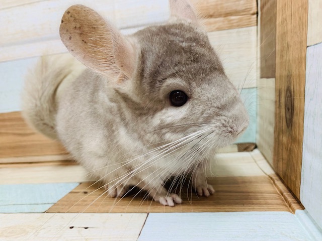 もふもふくん♪チンチラ(シナモン)くん☆