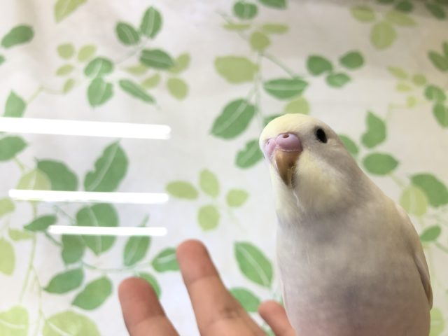 甘ったれになりました！　R４　２／２撮影