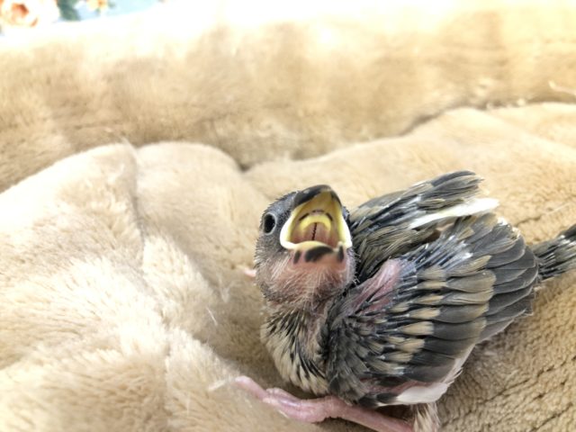 これぞ定番カラー　R４　２／２撮影