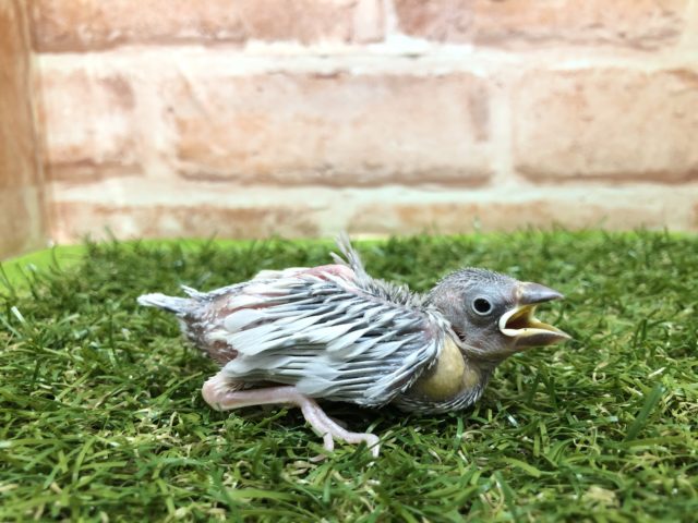 人気の渋い文鳥が今週も入舎です　R４　２／９撮影