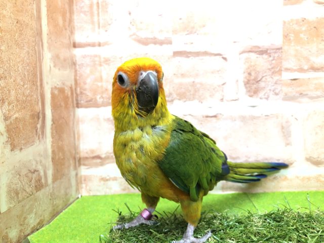 ハゲワシ？みたいなコガネメキシコです　R３　１２／２４撮影