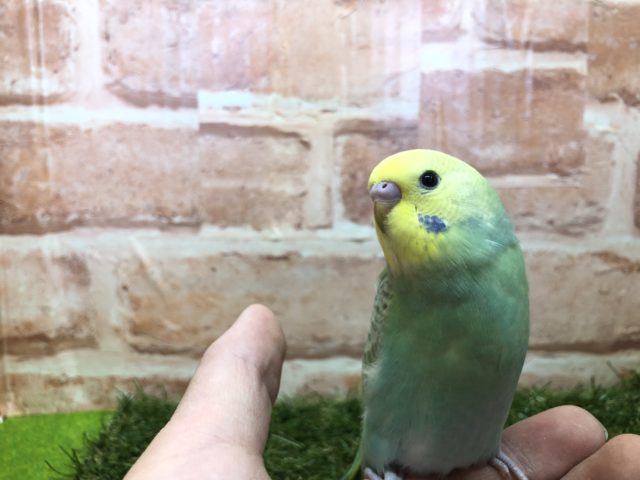 カゴデビューしました　R４　２／１８撮影