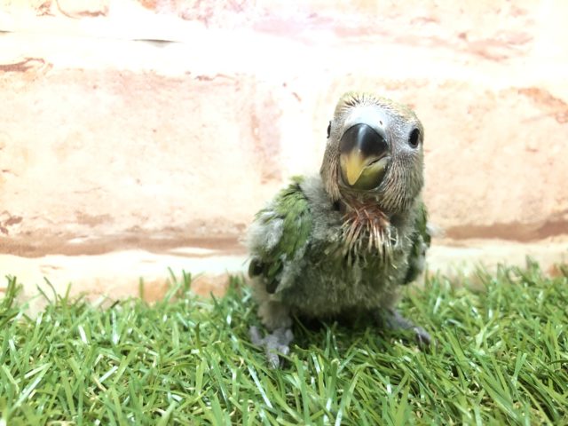 定番カラーコザクラちゃんです　R４　２／１８撮影