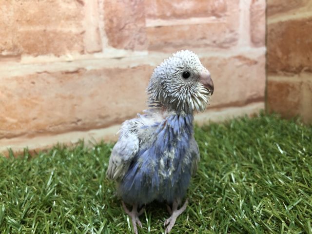 バイオレット系のカラーです　R４　２／１８撮影