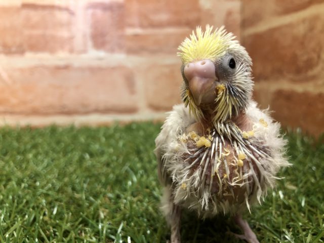 人気のレアカラーがやってきました　R４　２／１８撮影