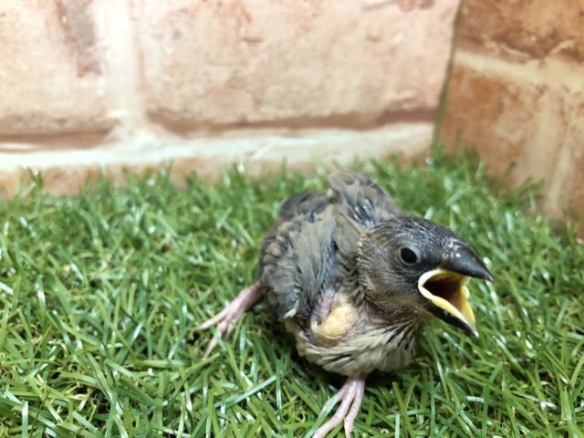 桜文鳥がやってきました　R４　２／１８撮影