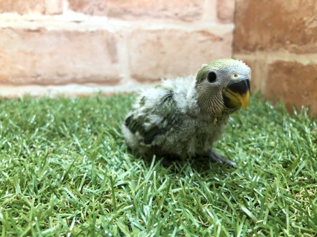 定番人気ですよね　コザクラインコ　ノーマルカラー　R４　２／２３撮影