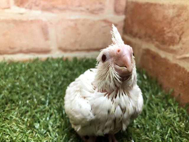 流山店にもついに！！　オカメインコピュアホワイト　R４　２／２３撮影