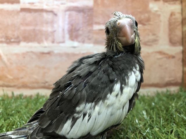 ノーマルもやってきました　オカメインコノーマルカラー　R４　２／２３撮影