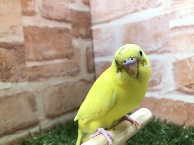 撫でられるの好きなの～　セキセイインコハルクイン　R４　２／２７撮影