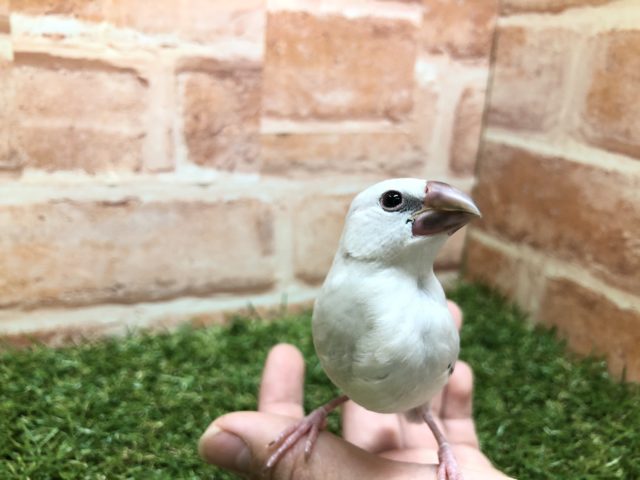 渋い文さん入舎！　R４　２／２撮影