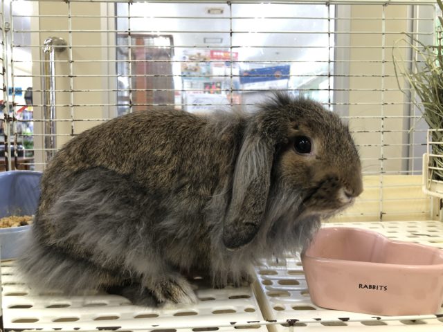 モフモフの化身!!　ロップイヤーラビット“チェスナット” 2021.11/26撮影