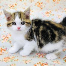 ちょっぴり人見知り？スコティッシュいるよ！