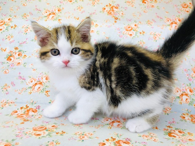 ちょっぴり人見知り？スコティッシュいるよ！