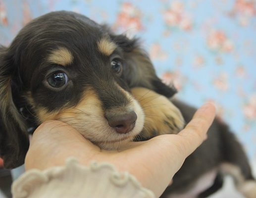 キレイなおめめが魅力的👀Ⅿダックスくんです🌟♂