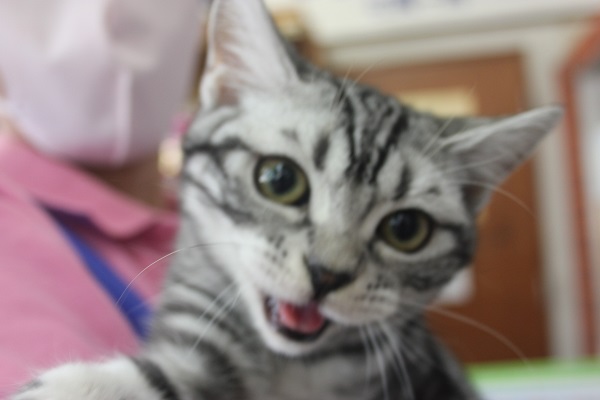 美猫さんです✨元気いっぱいのアメショくん男のコ♂