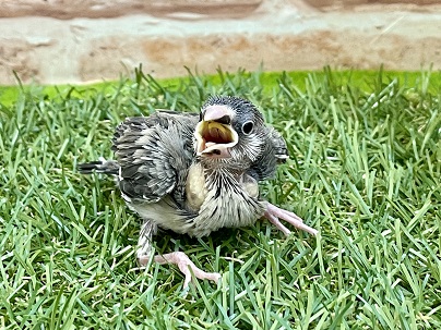 負けず劣らず人気です☆　桜文鳥のひな　2022.2/25撮影