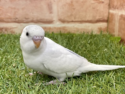 ステキな爽やかカラーです☆　セキセイインコ“ハルクイン” 2022.2/25撮影