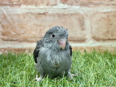 流山店初入舎？！ かなりレアなカラーです!! マメルリハ“ブラックモーヴ”の男のコ　2022.2/24撮影