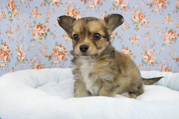 ずんぐりむっくり☆MIX（チワワ×ダックス）・男の子！