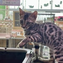 クール美人ちゃん☆　ベンガルの女のコ 2022.3/12最新画像