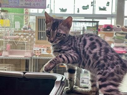 クール美人ちゃん☆　ベンガルの女のコ 2022.3/12最新画像