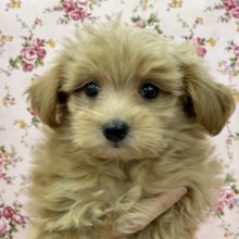 ふわっふわです☆ ポメラニアン×トイプードルの女のコ 2022.2/9撮影