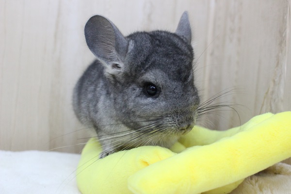 おめめクリクリ☆チンチラ・男の子！