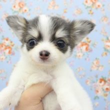 ハスキー顔！？ロングコートチワワ・男の子！