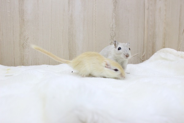 じゃびじゃび姉妹☆カラージャービル・女の子！