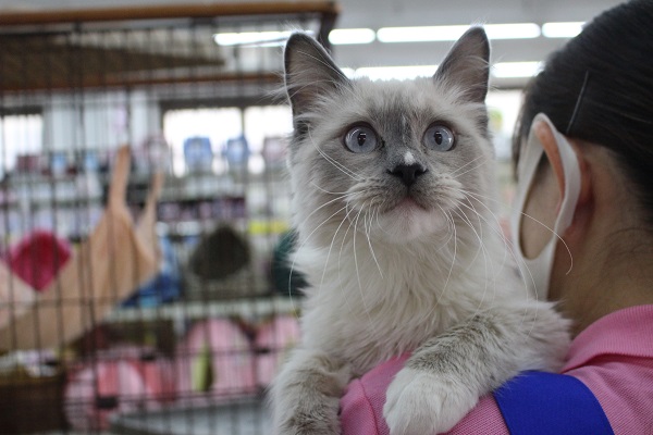 やんちゃだけど甘えんボーイ☆ラグドール・男の子！