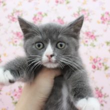 ハチワレちゃんだよ～！スコティッシュフォールド・女の子！