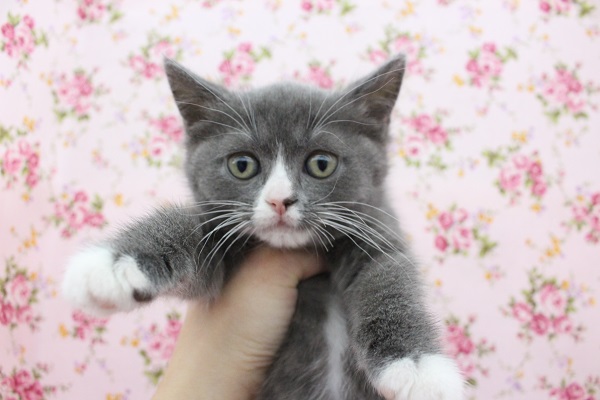 ハチワレちゃんだよ～！スコティッシュフォールド・女の子！