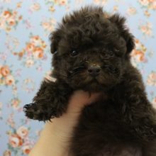 くまさんみたいな子きました～☆トイプードル・男の子！