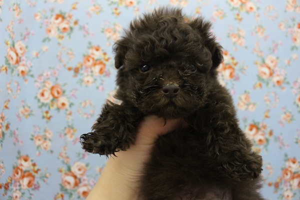 くまさんみたいな子きました～☆トイプードル・男の子！