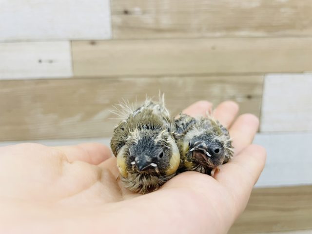 この姿がたまらんのです♡キンカ鳥ヒナ！
