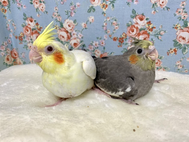 オカメインコ ルチノー＆ノーマル 入舎しました🐤🐦.+*:ﾟ