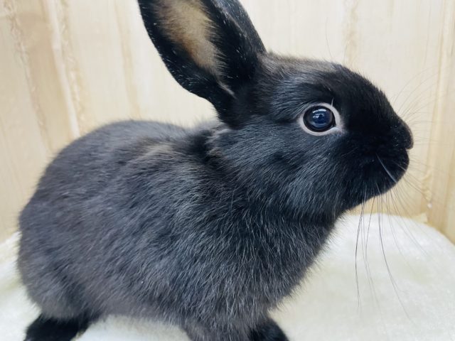 最新画像になります！好奇心旺盛ガール♡ネザーランドドワーフ