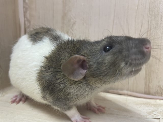 元気いっぱい☆レッキスファンシーラット男の子