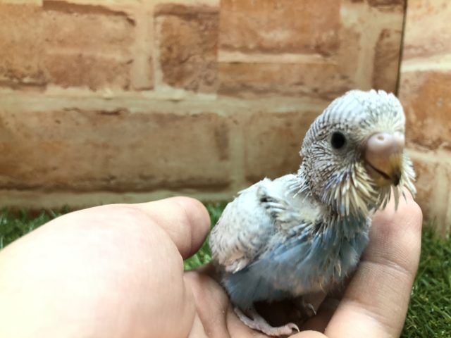 鮮やかカラー　セキセイインコ　スパングル　R4 3／17撮影