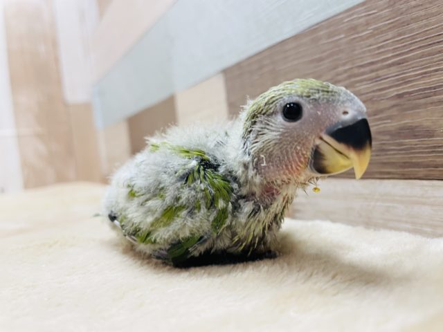 クリクリおめめの可愛いお顔☆コザクラインコのノーマルカラー！