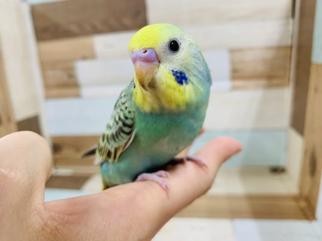 キョロキョロ姿が可愛い♡セキセイインコ(パステルカラーレインボー)