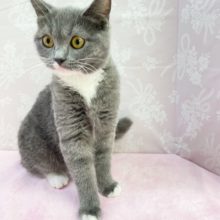 最新画像！！おめめクリクリ！👀スコティッシュフォールド（ブルー＆ホワイト）女の子　２０２１年１２月１１日生まれ