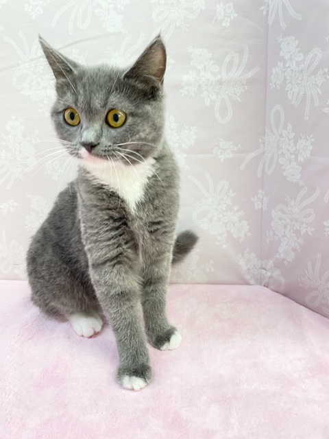 最新画像！！おめめクリクリ！👀スコティッシュフォールド（ブルー＆ホワイト）女の子　２０２１年１２月１１日生まれ