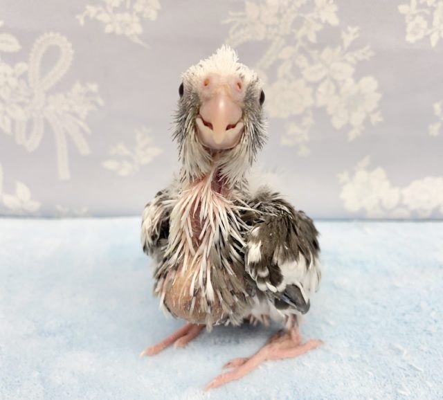 牛さんっぽい！？オカメインコ(ホワイトフェイス)  2022年2月生まれ