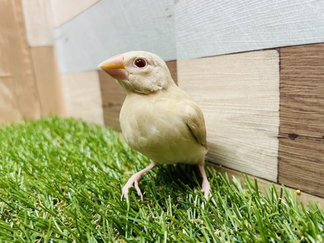 最新画像有り☆久々にやって来ました〜シナモン文鳥！