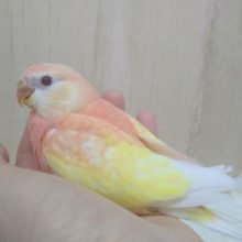 ピンクと淡い黄色のインコ！アキクサインコさん来ましたよ～