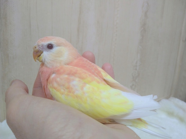 ピンクと淡い黄色のインコ！アキクサインコさん来ましたよ～