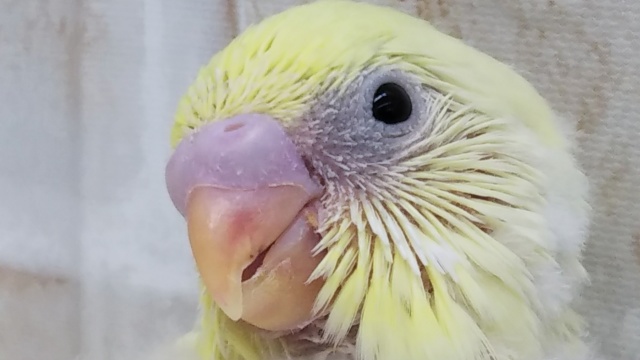 美しいクリームカラー✨ セキセイインコ(クリームハルクイン)